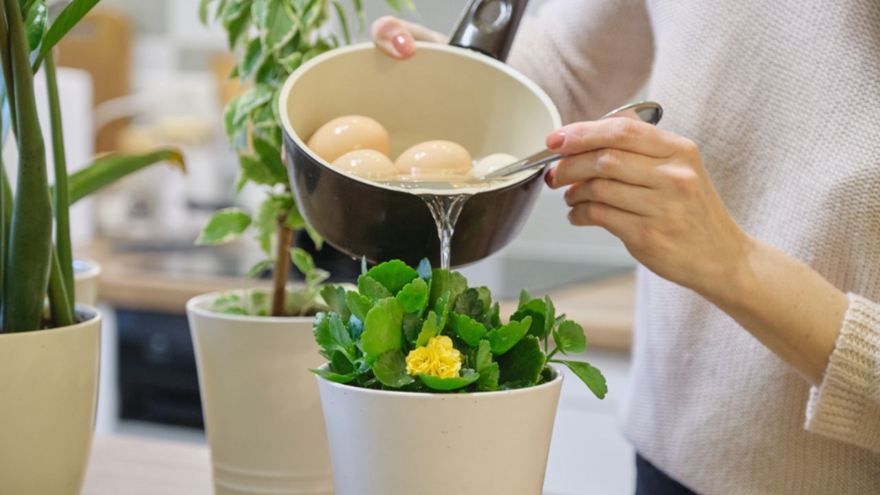 Natural fertilizer water after boiling eggs, woman watering plant in pot.