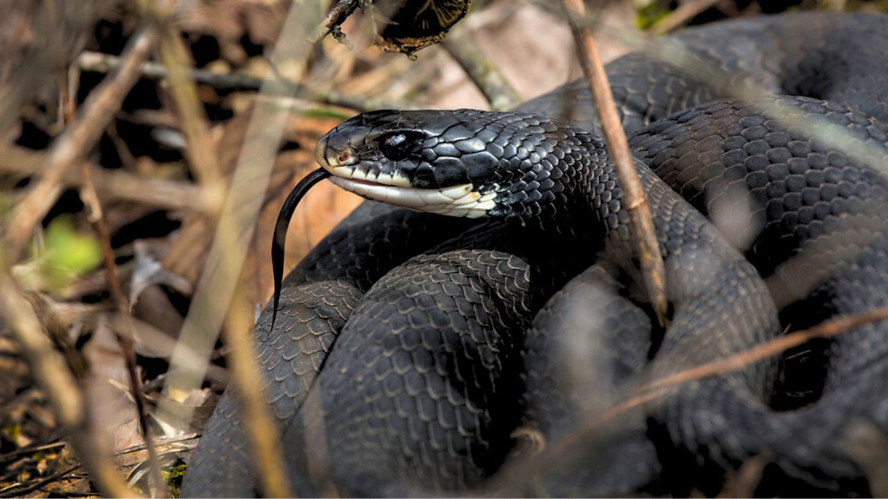 Northern black racer snake, Coluber constrictor, in hillside bushes at Dividend Falls Park in Rocky Hill, Connecticut.
