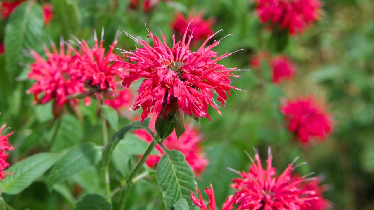 Petit delight bee balm flowers.