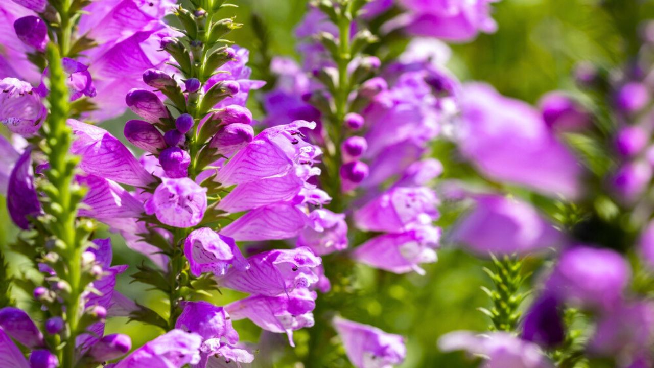 Physostegia virginiana, the obedient plant, obedience or false dragonhead. Physostegia virginiana Vivid.