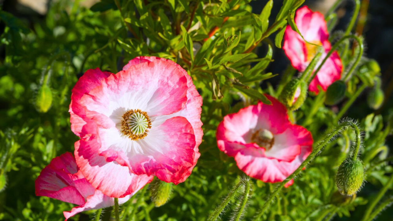 Pink and white Shirley Poppy