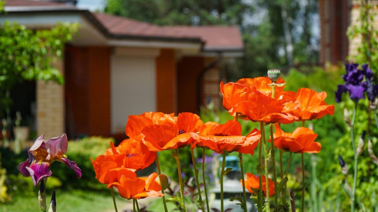 Poppy flowers in the garden on the background of the house in the country
