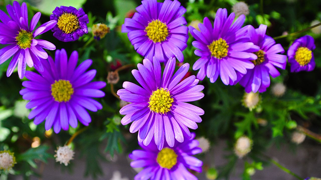 Pretty purple aster flowers in flower garden - aster flowers background