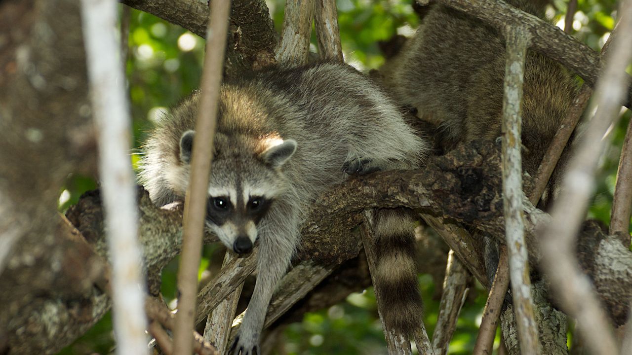 Procyon lotor (raccoon, procione)