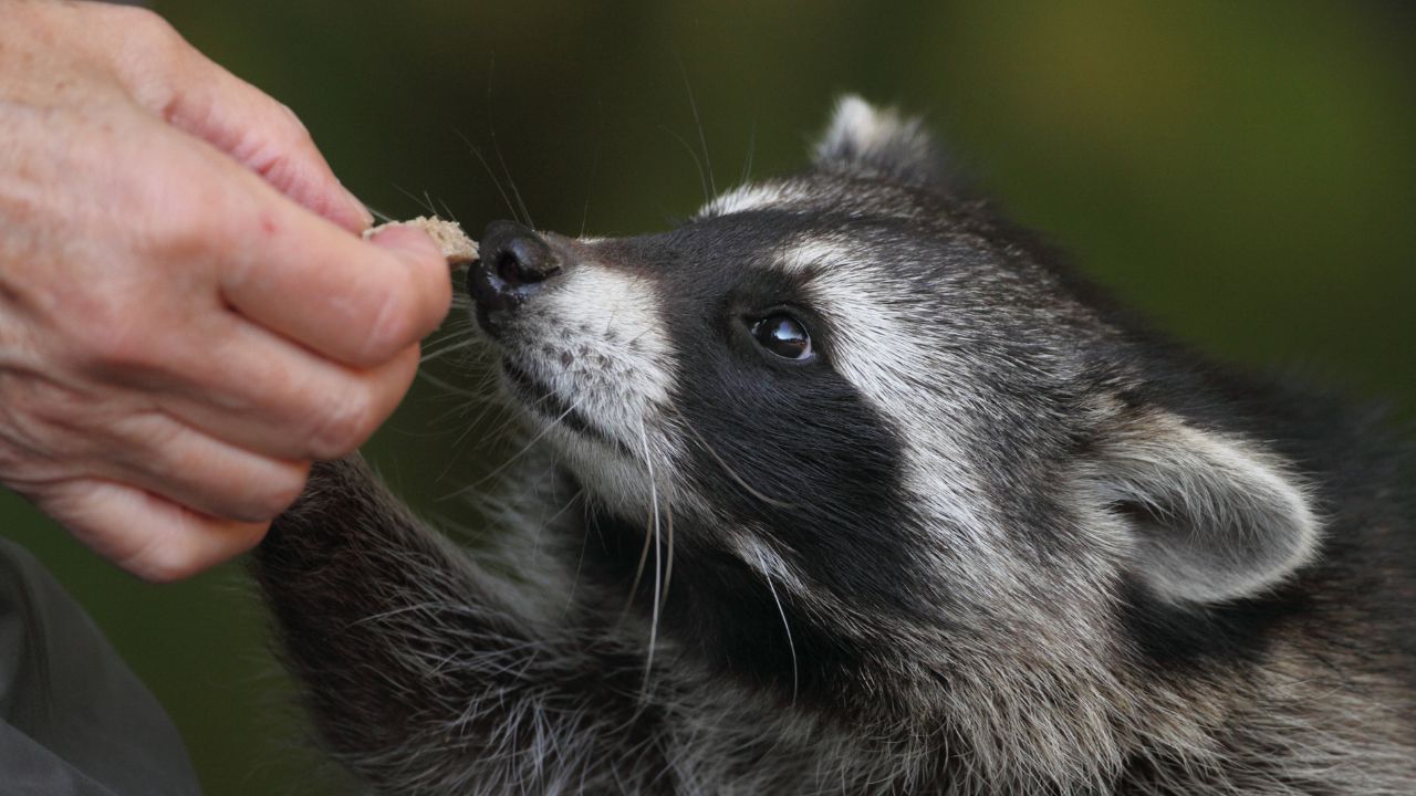 Raccoon, Common Raccoon, Northern Raccoon
