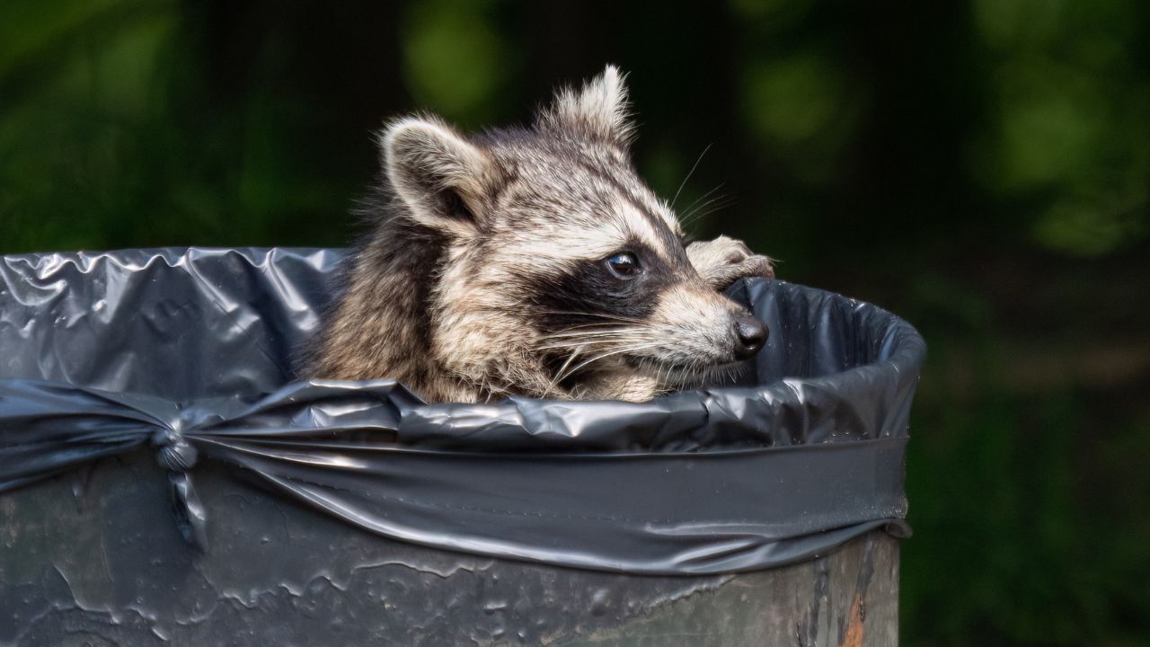 Raccoon in a garbage can in Prospect Park
