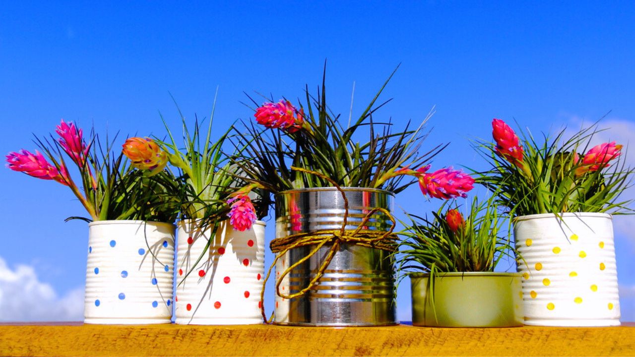 Recycled cans. Five lined recycled cans with many blooming bromeliad plants (Tillandsia Stricta) over wood board on blue sky.