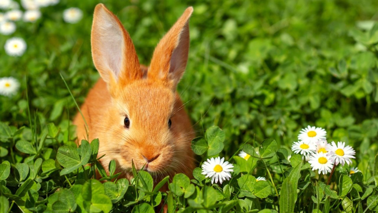 Red rabbit in a sunny meadow with daisies. Close-up.