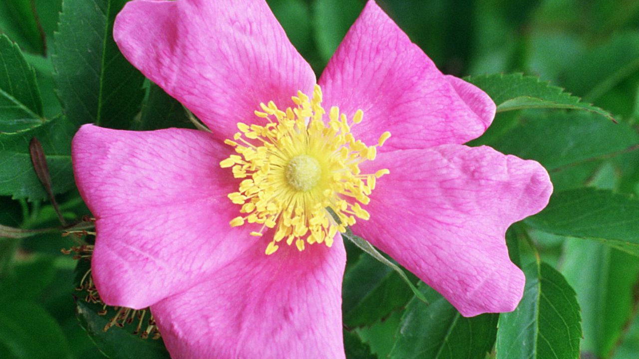 Rosa foliolosa