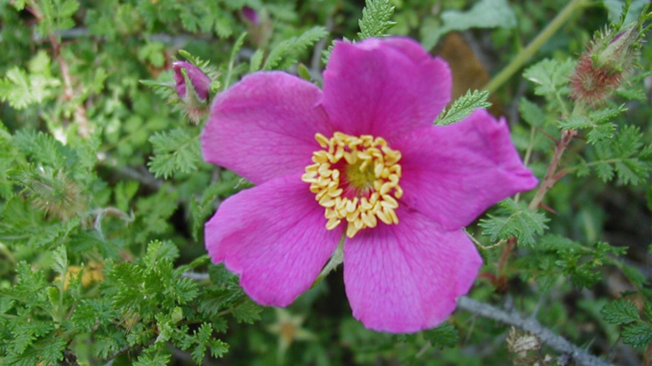 Rosa minutifolia