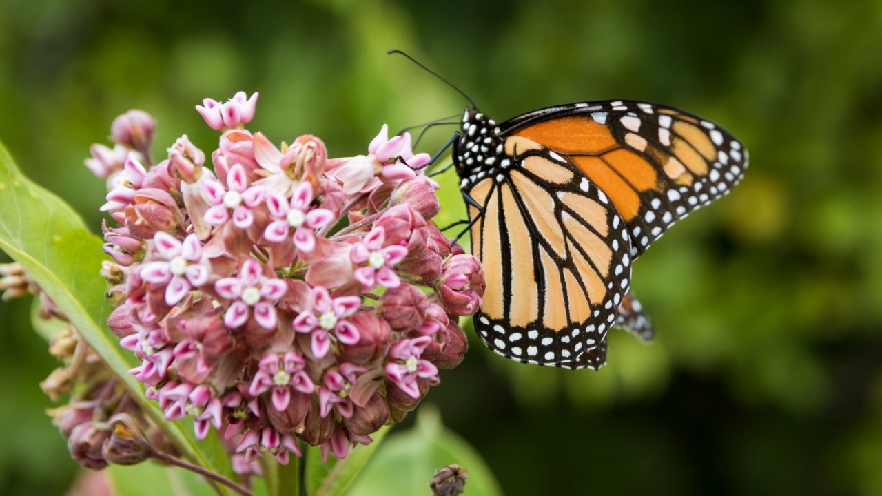 Monarch butterfly feeding on milkweed in Shenandoah National Park.