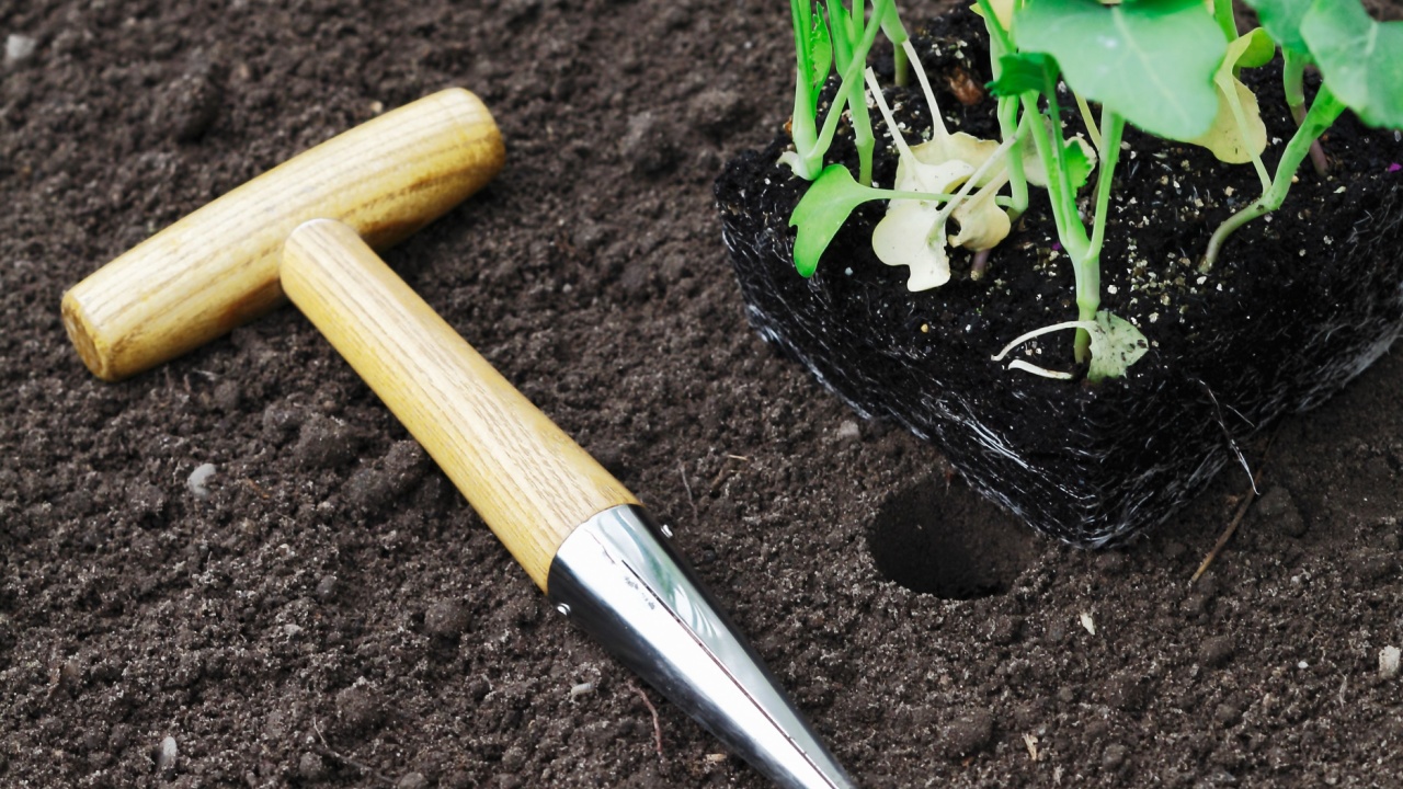 Transplanting seedlings into the garden with a smooth tapered auger for making neat holes in the soil