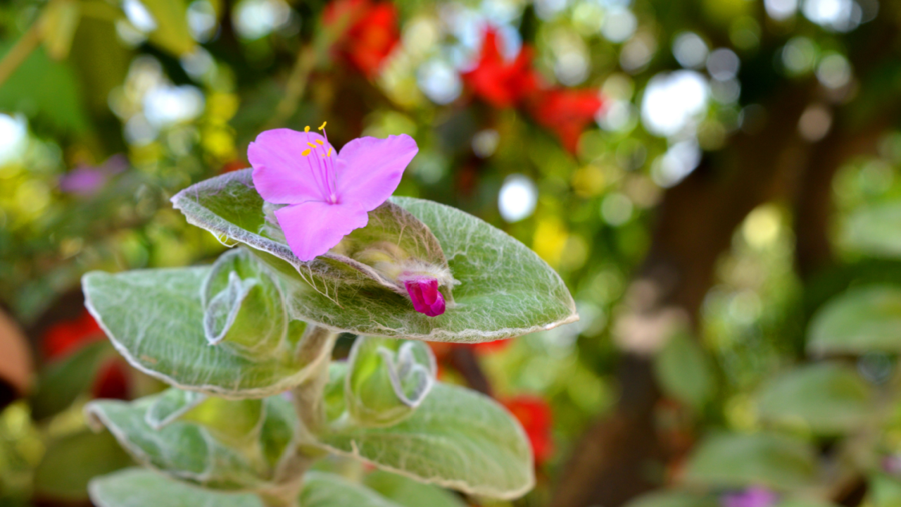 Close-up of a Tradescantia Sillamontana Flower