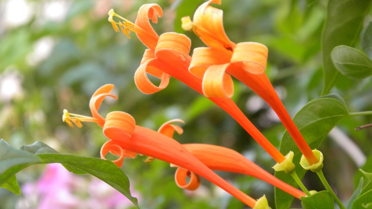 Close up of bright orange color flowers of Orange honeysuckle plant
