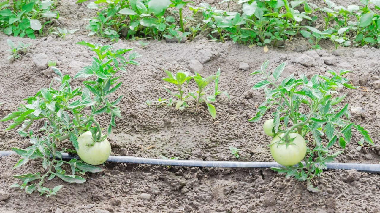 Top view row of growing big green tomatoes on short plant at local farm in Washington, USA. Organic natural tomato on stems. Farming with ground watering PVC pipe, gardening, agriculture background