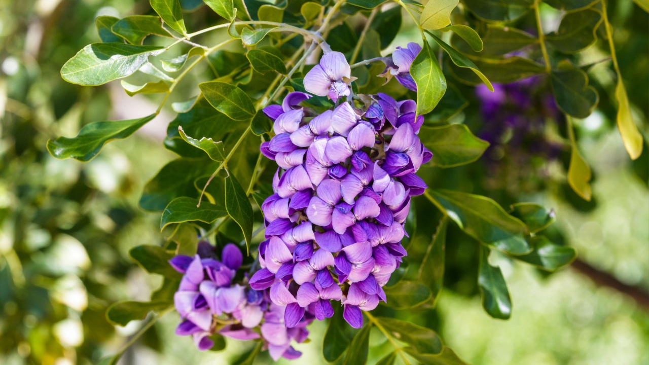 Hanging blossoms on Texas Mountain Laurel shrub (dermatophyllum secundiflorum), showing bright, vivid purple and lavendar petals.