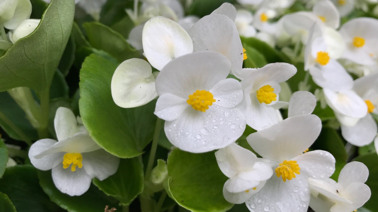 Red shimmery wax begonias shining in the garden. Begonia.