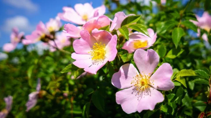 20 Wild Roses That Will Look Great in Your Garden
