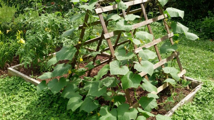 15 Creative Trellis Ideas to Take Your Garden to New Heights