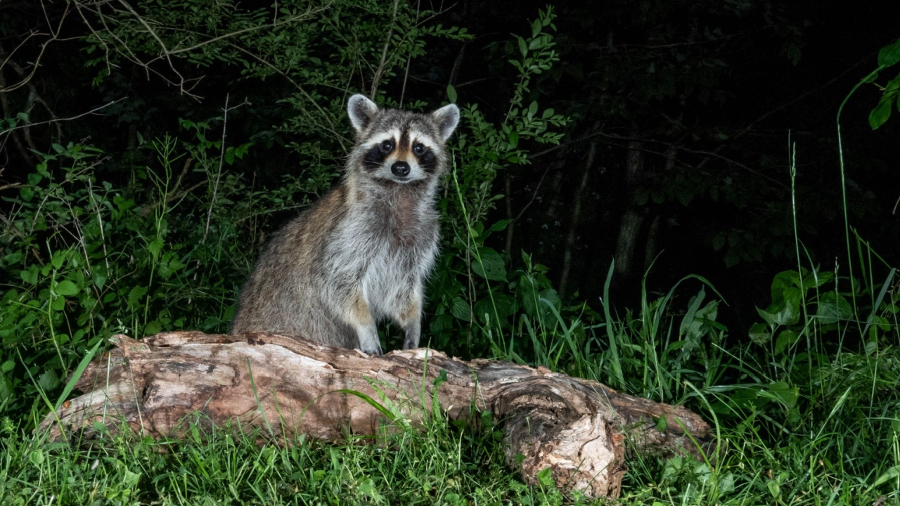 Raccoon at Night
