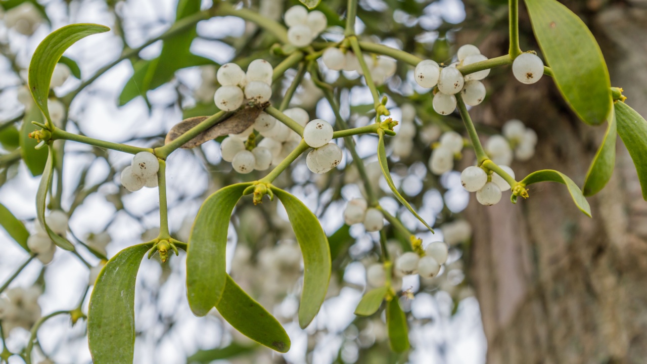 Mistletoe with white berries growing on a tree