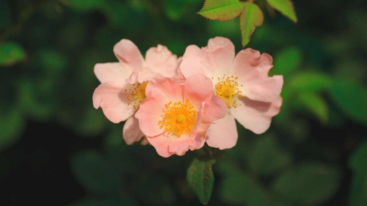 Rosa arkansana, the prairie rose or wild prairie rose blooming in green garden