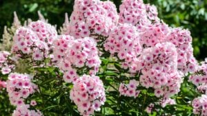 Blossoming pink phlox flowers