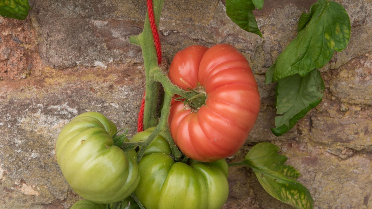 Home Grown Organic Tomato 'Mortgage Lifter' Climbing up Red String in a Greenhouse in Rural Devon, England, UK