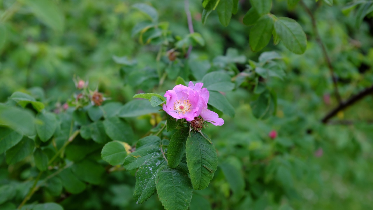 Rosa pisocarpa, USA
