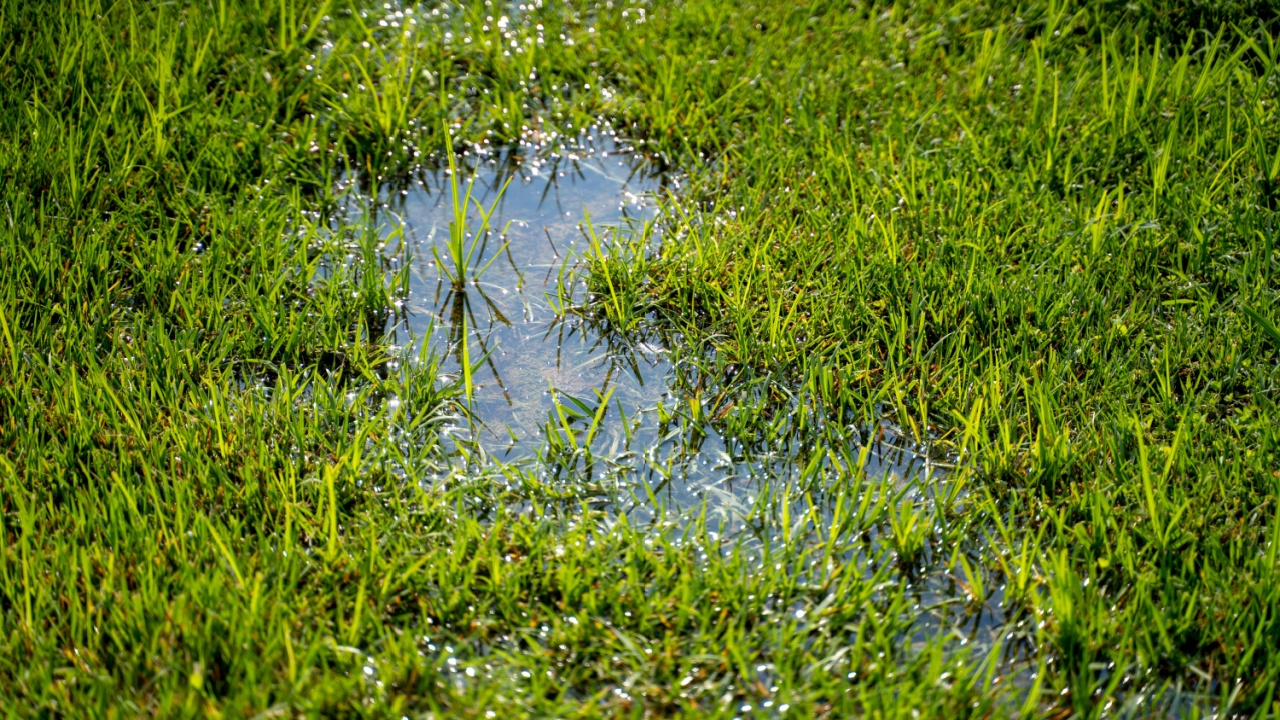 Water Puddle in Grass
