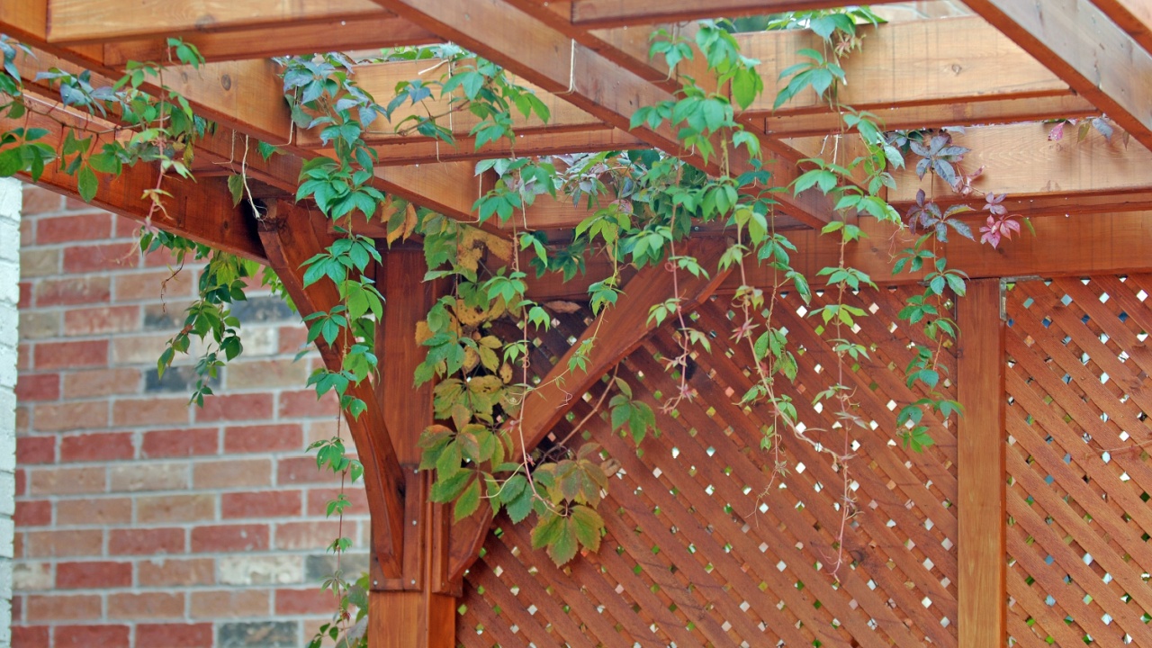 Pergola covered by hanging grapevines