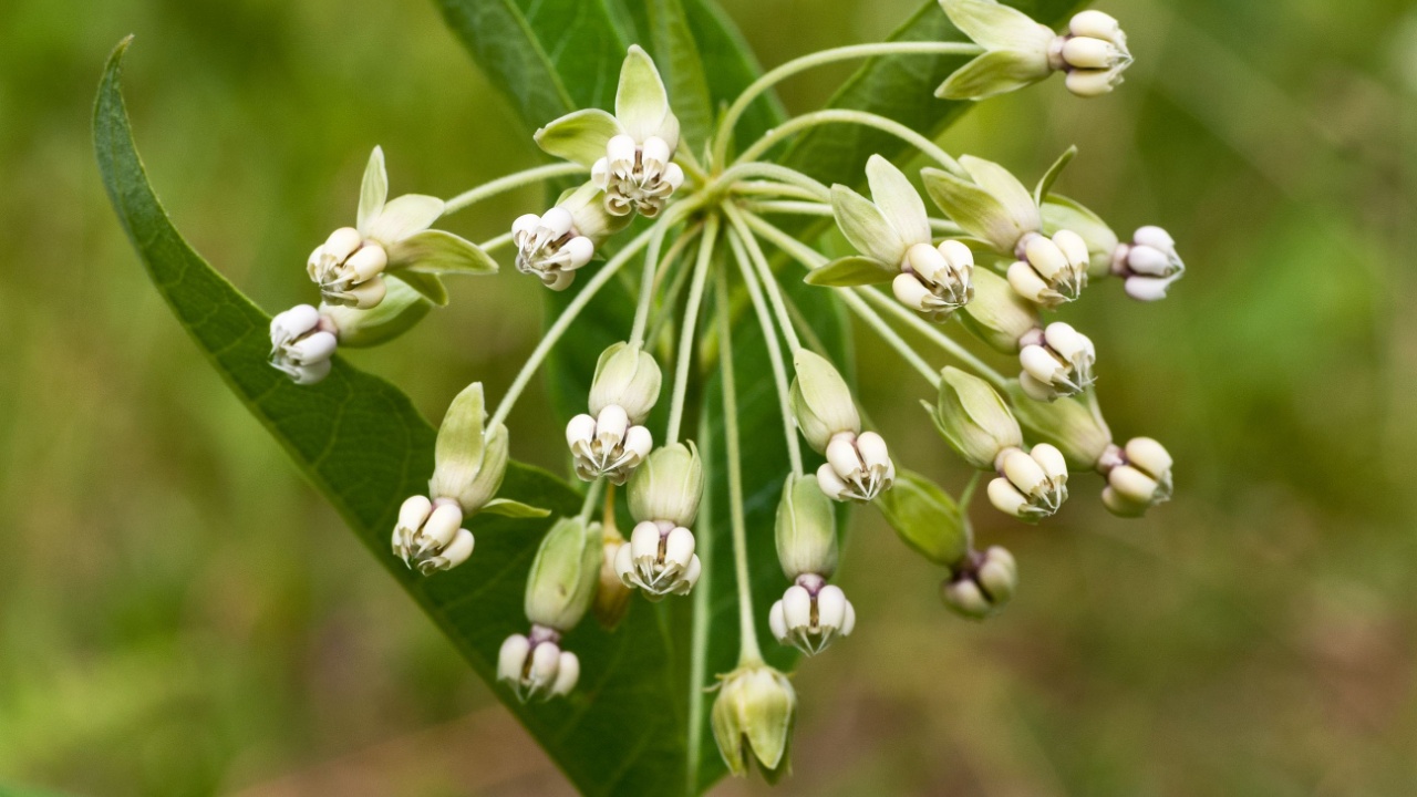 Tall milkweed; poke milkweed (Asclepias exaltata) in central Virginia in mid-July