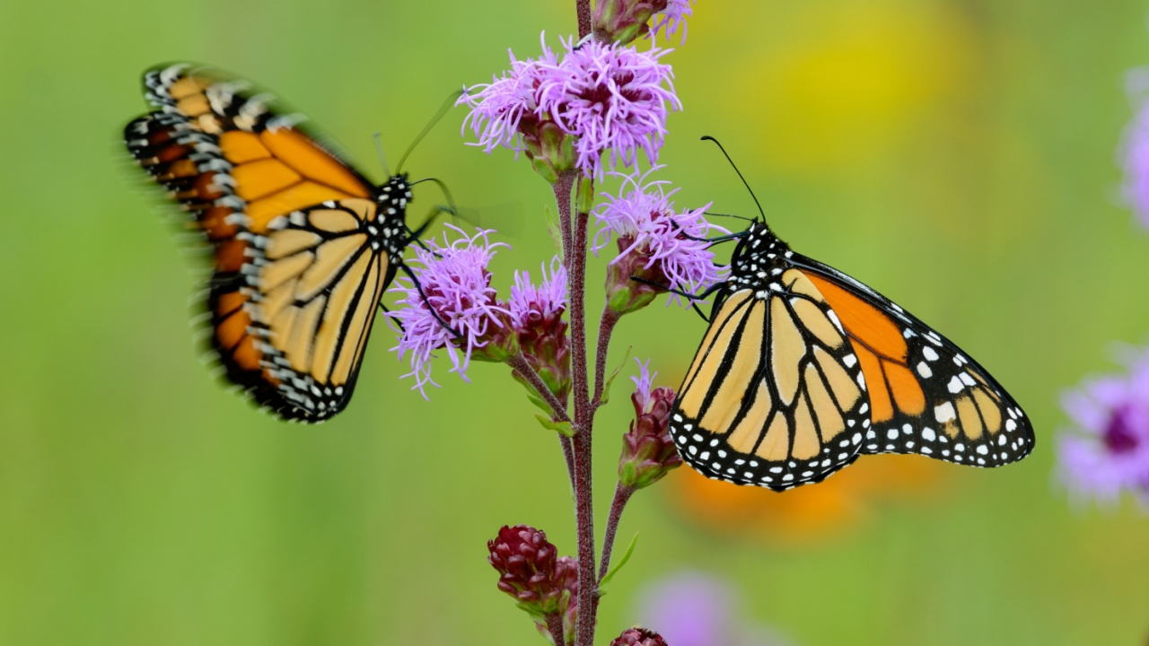 Two monarch butterflies (Danaus plexippus) preparing for their fall migration to Mexico by nectaring on a northern prairie blazing star flower (Liatris ligulistylis). One butterfly is fluttering.