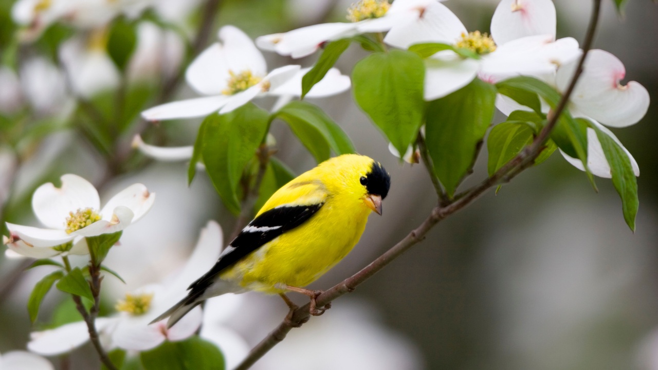 American Goldfinch (Carduelis tristis) male in Flowering Dogwood tree (Cornus Florida). Marion, Illinois, USA.