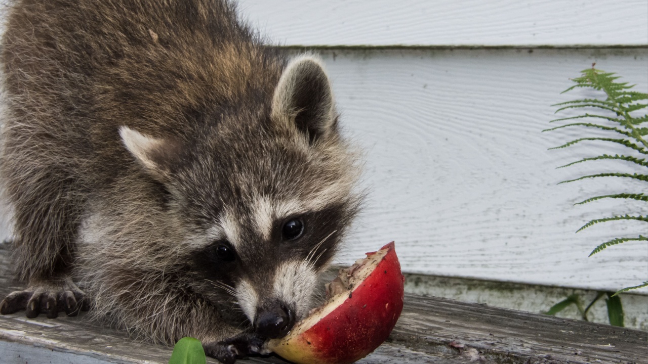 A baby raccoon eating a peach on a weathered gray bench.