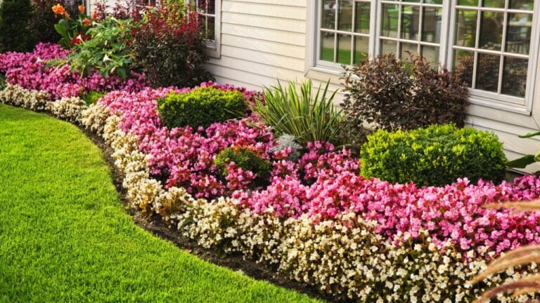 Flowerbed of colorful flowers against wall with windows