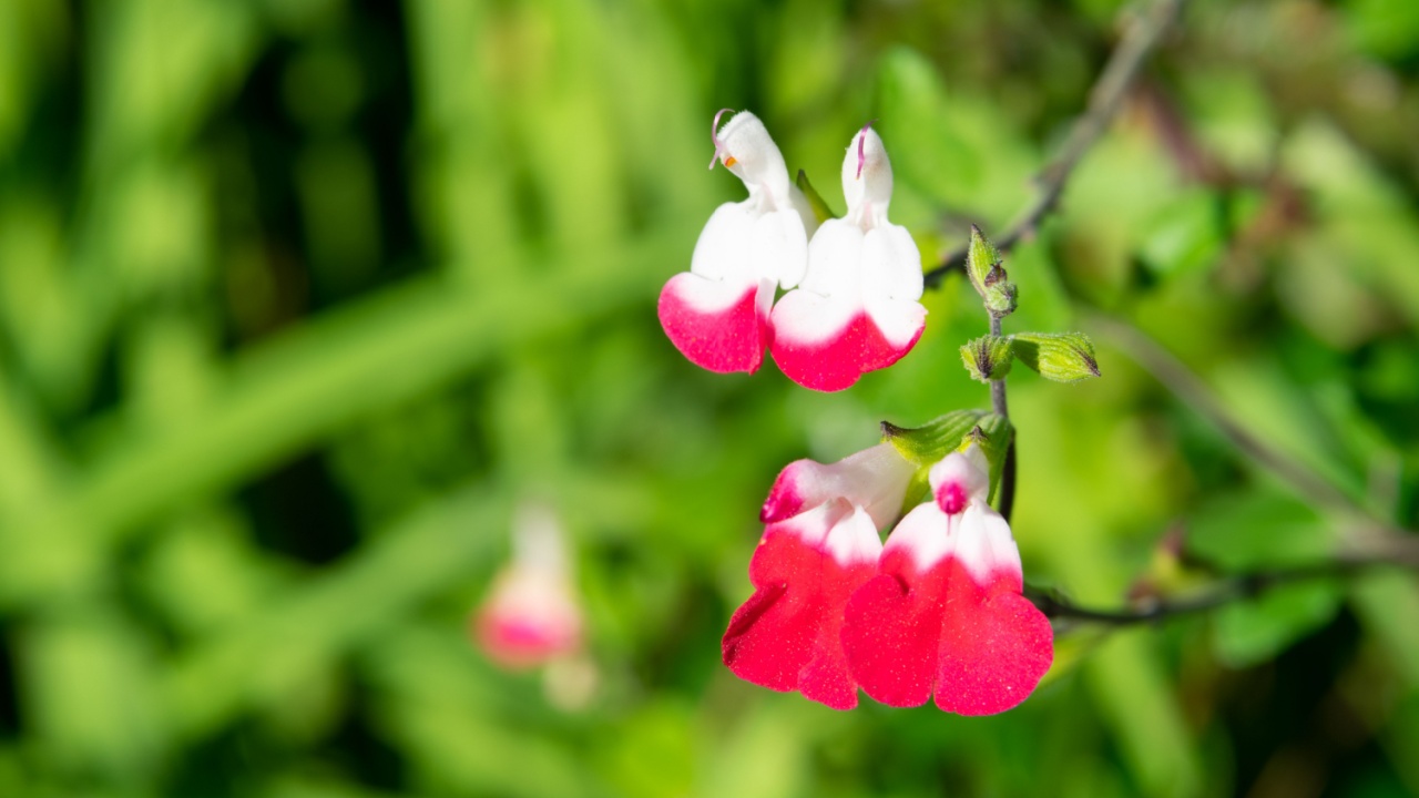 Lipstick salvia (salvia sonomensis) white and pink flowers on green blurry