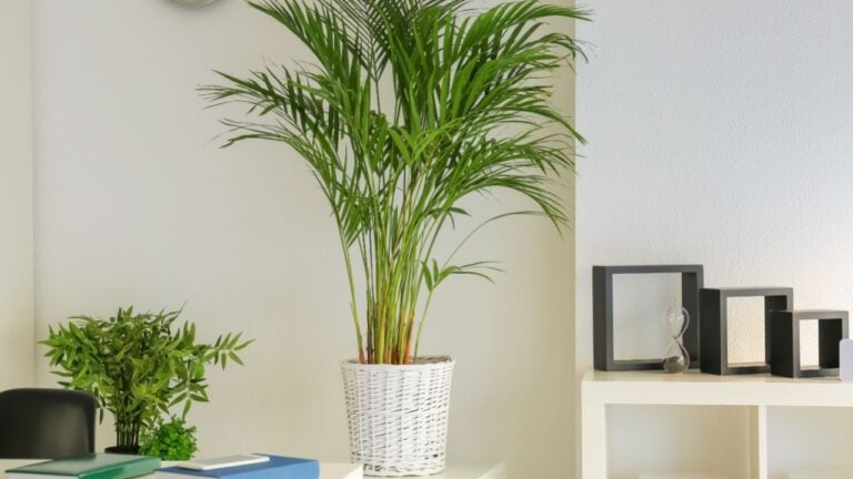 Interior of modern office with decorative Areca palm in pot