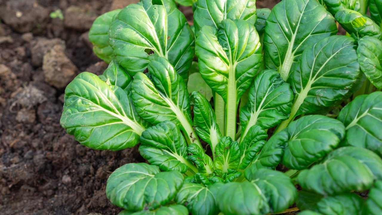 tatsoi