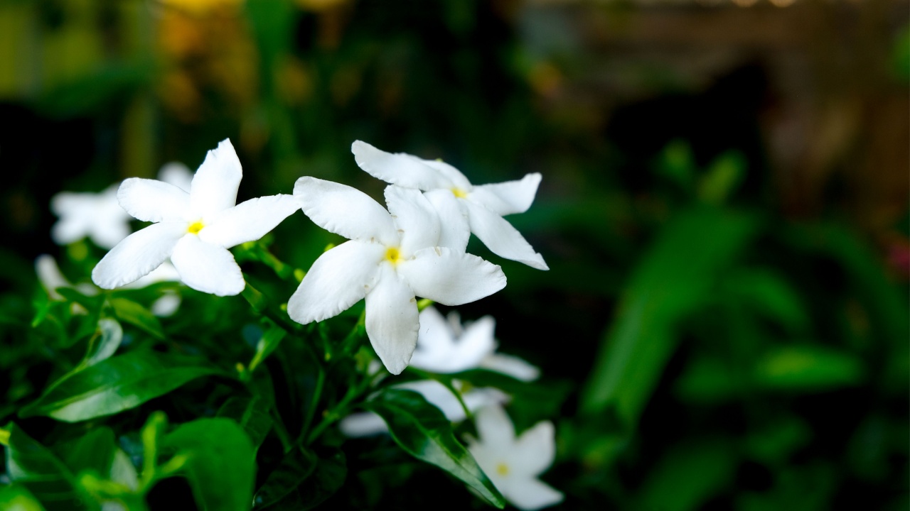 White cape Jasmine flowers (Jasminum Polyanthum) in the park or garden. Tropical green leaves nature background. Group of white Sampaguita Jasmine or Arabian Jasmine.