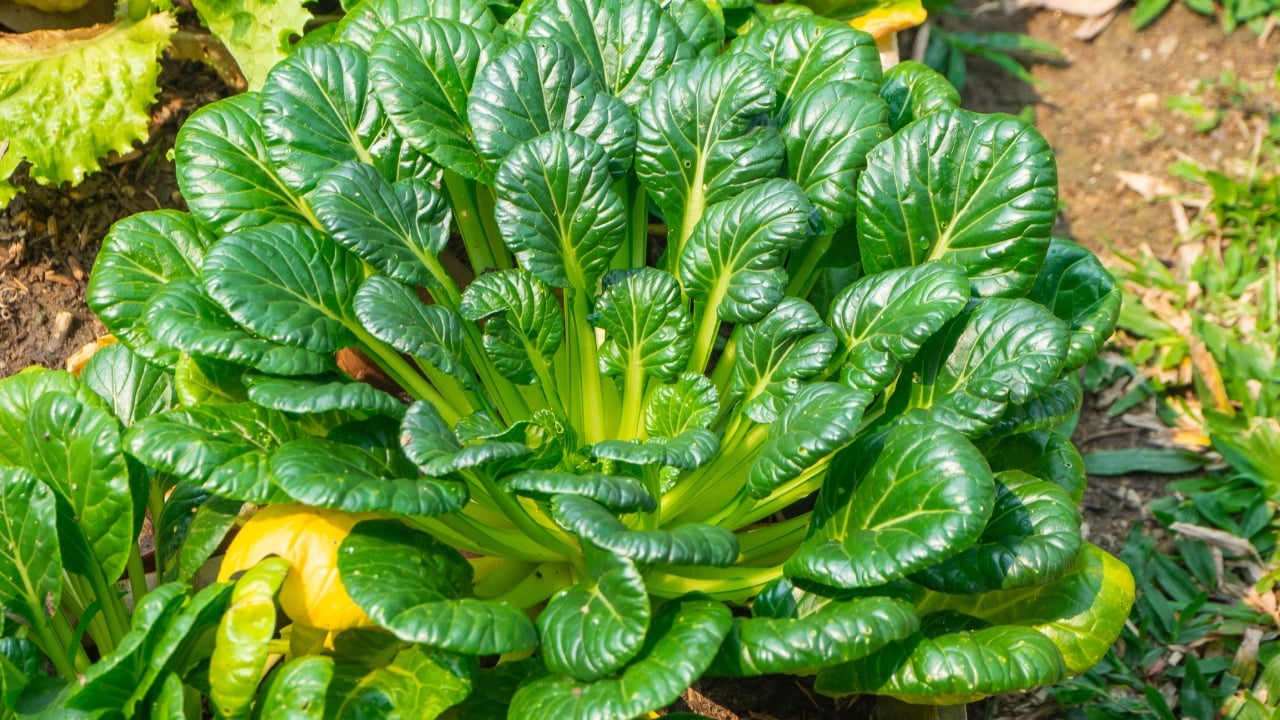 Close-up photos of growth spinach vegetables grown on the growing plot. Fresh organic spinach or Tatsoi. Vegan food. Diet food. Health foods concept. Beautiful nature green leaves