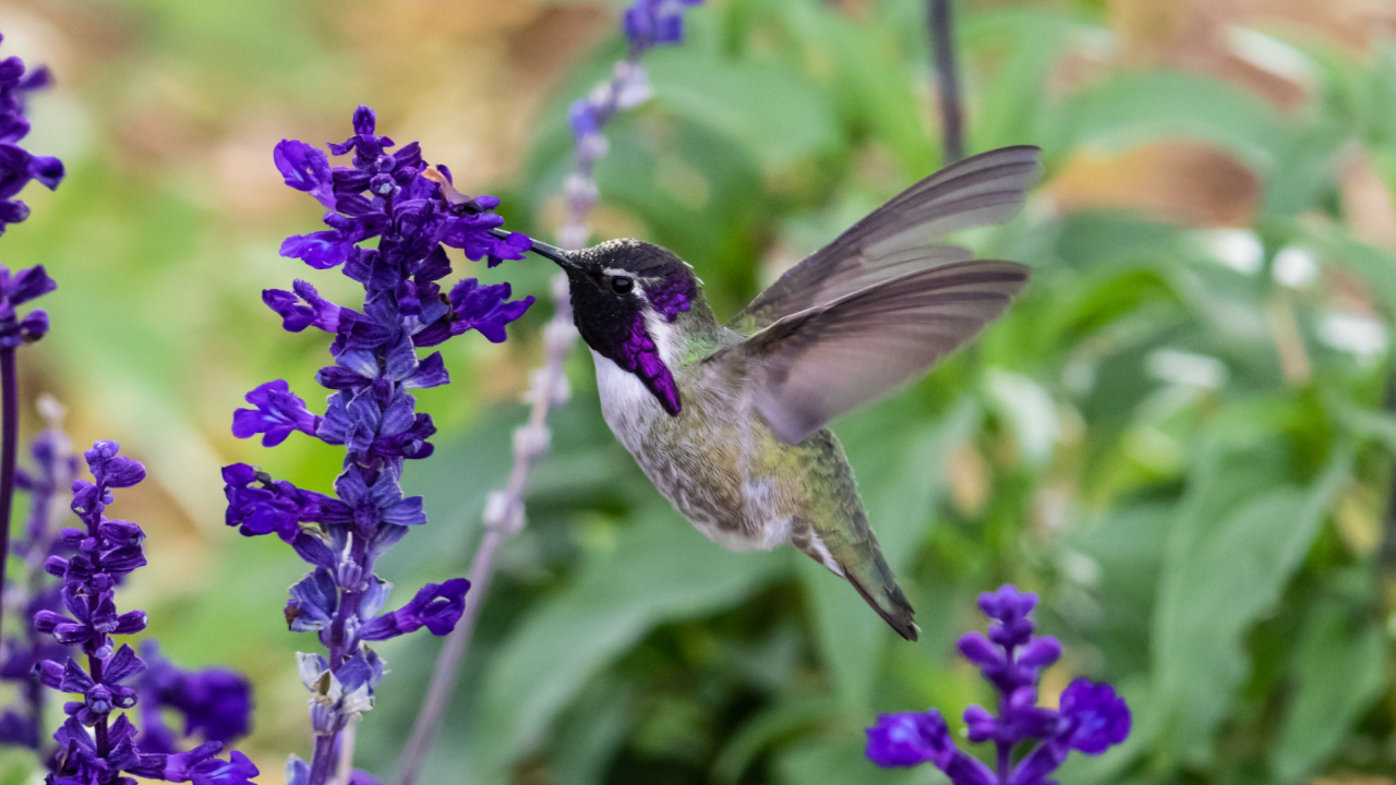 Costa's Hummingbird (calypte costae) hovering; bright purple head, feeding on purple flowers. In Arizona's Sonoran desert.