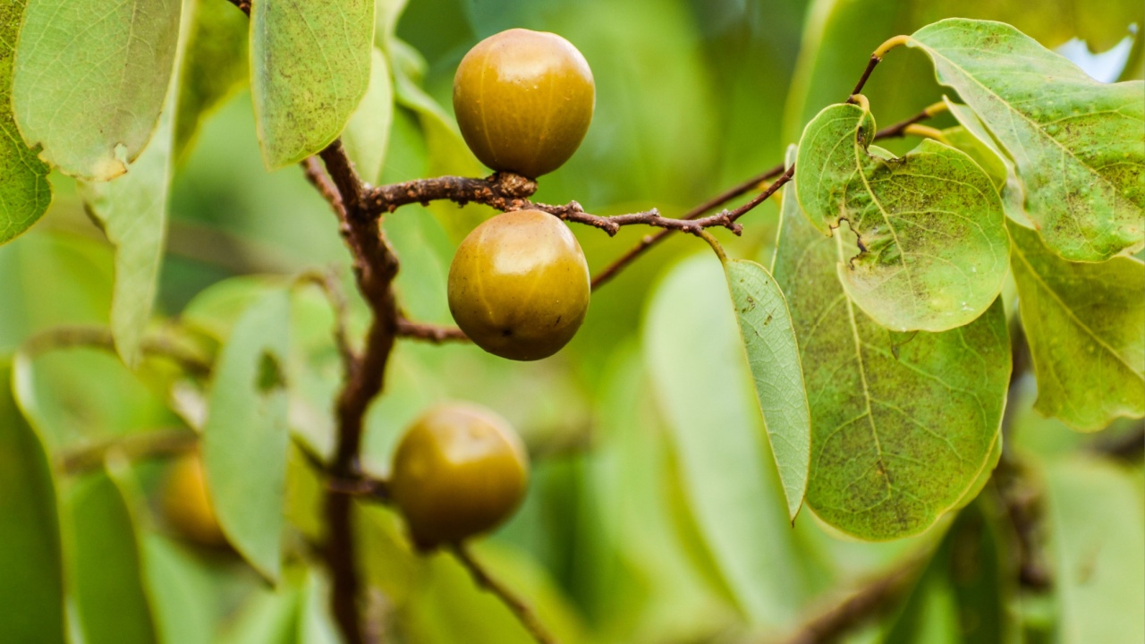 Closeup view of Manchineel (Hippomane mancinella) fruits, world most dangerous tree.