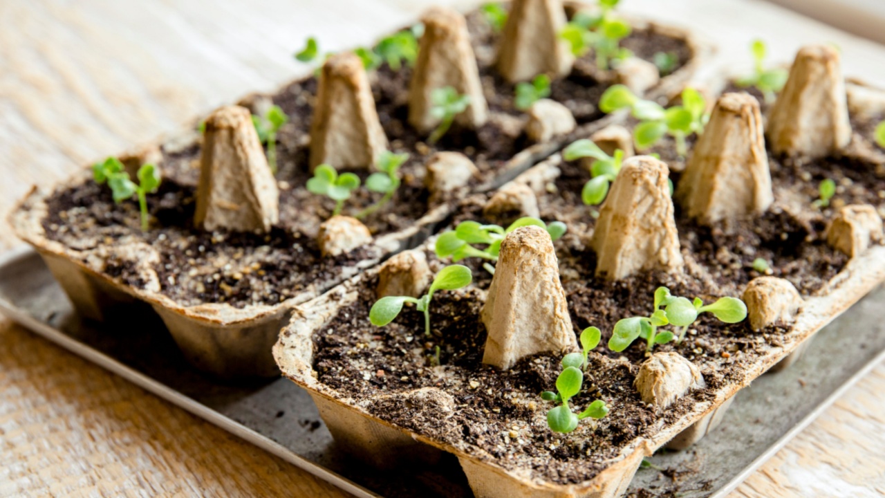 Small plats growing in carton chicken egg box in black soil. Break off the biodegradable paper cup and plant in soil outdoors. Reuse concept.
