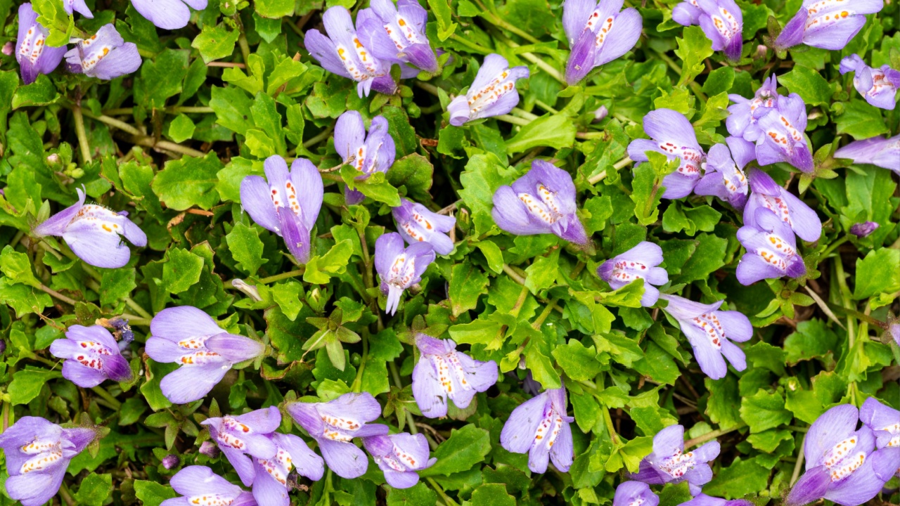 Mazus reptans flowers growing as ground cover in central Virginia in mid-April