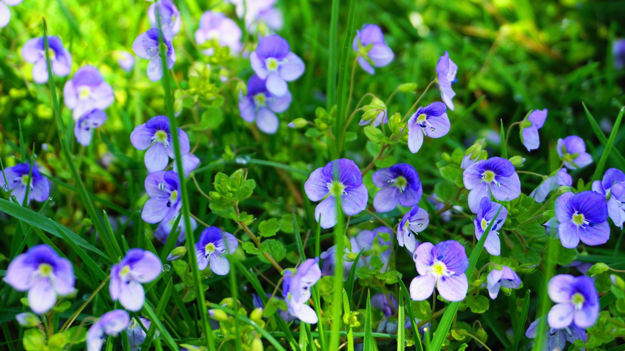 Meadow of delicate and small Veronica Umbrosa Georgia Blue flowers close up.