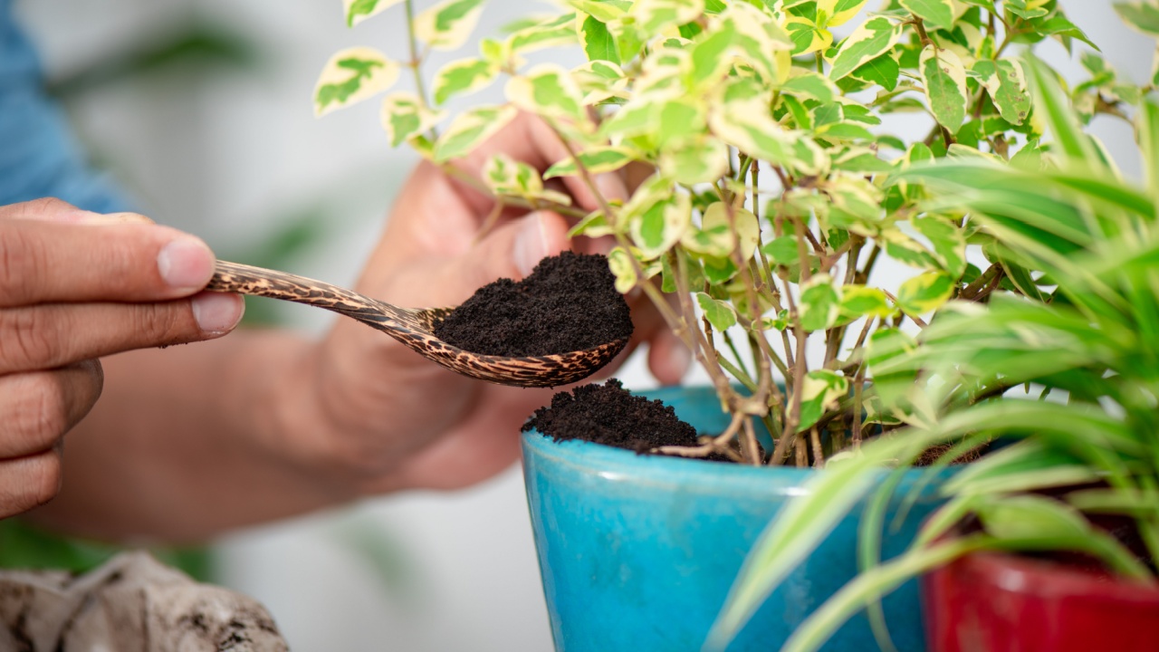 Recycle used coffee grounds, using used coffee grounds as fertilizer.
