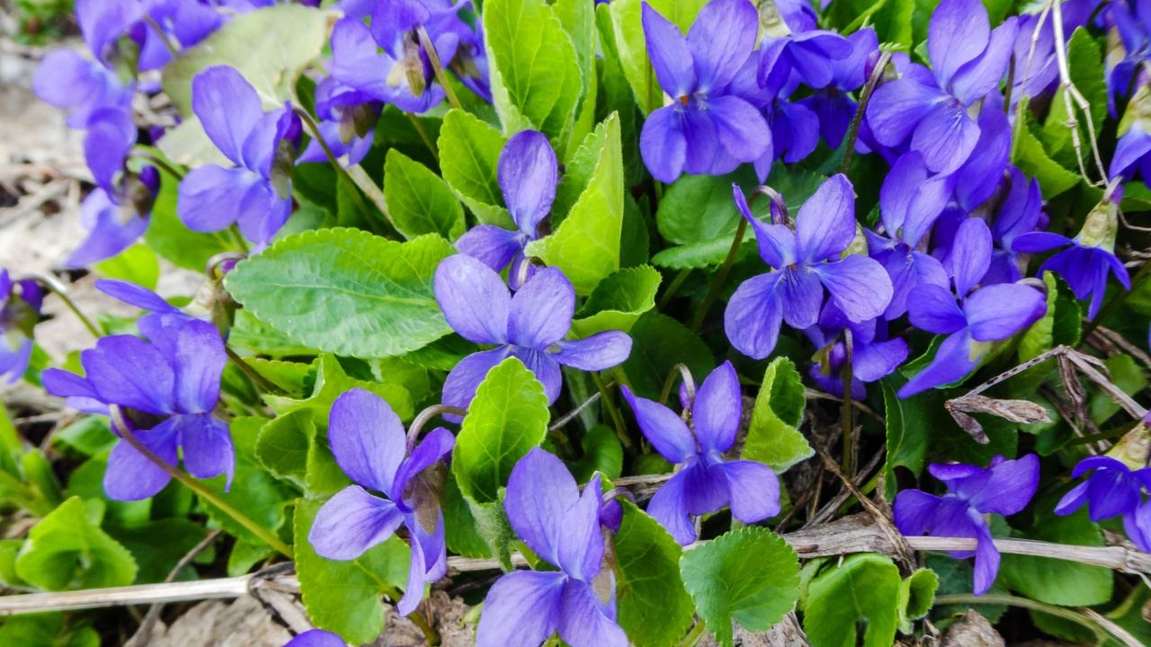 Viola odorata. Scent-scented. Violet flower forest blooming in spring. The first spring flower, purple. Wild violets in nature.