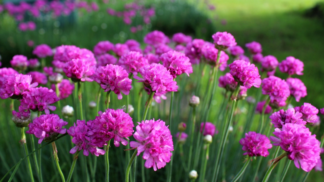 Armeria maritima, sea thrift, pink flowers bloom in the morning sunlight