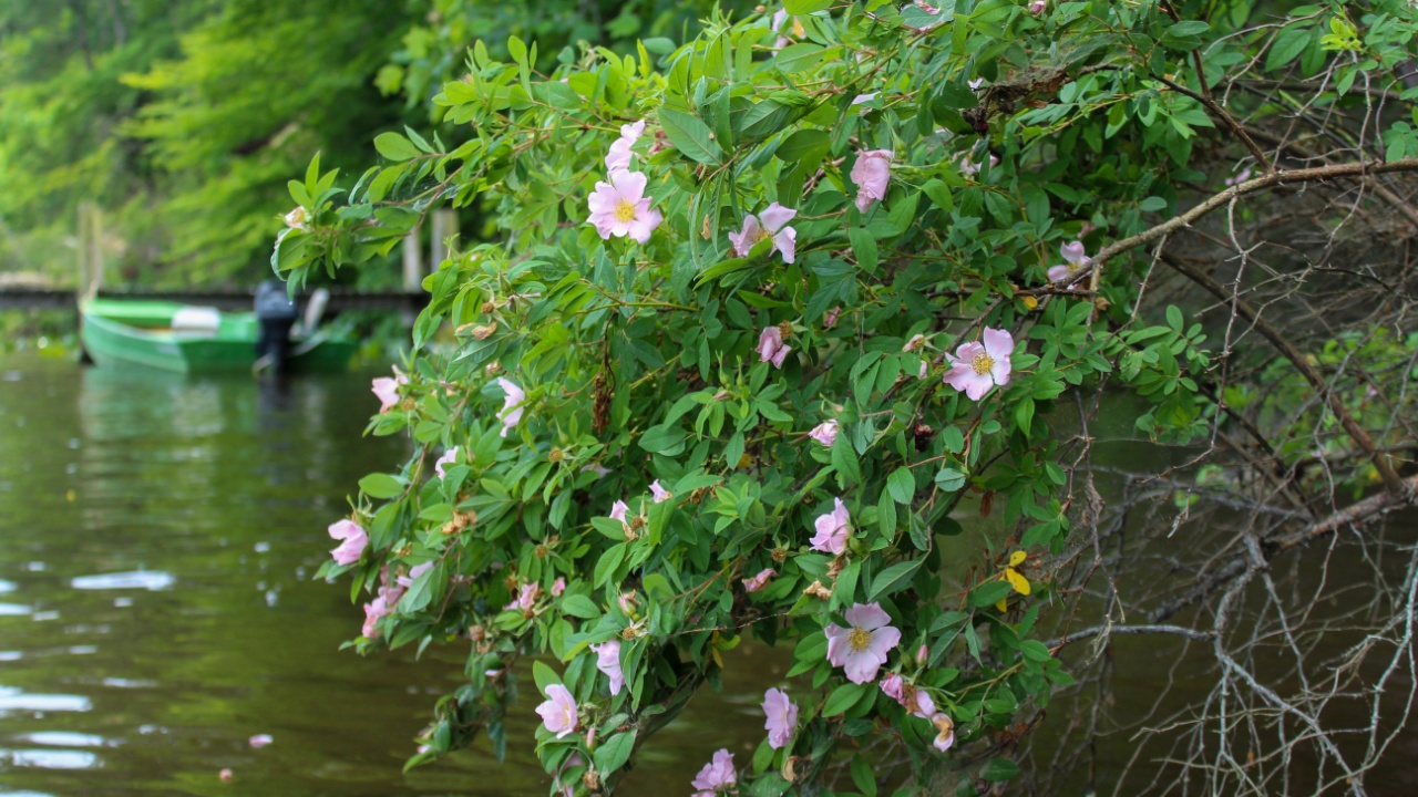 Swamp Rose (Rosa Palustris) growing along the Mattaponi River